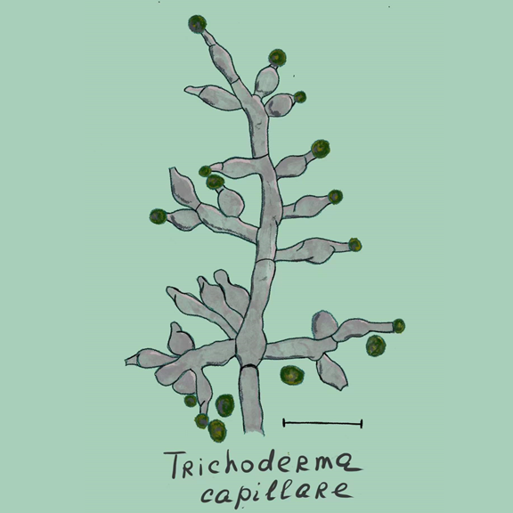 Trichoderma capillare