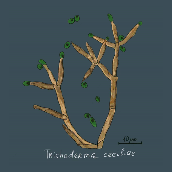 Trichoderma ceciliae
