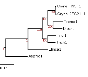Maximum likelihood phylogenetic tree showing position of Trichosporon chiarellii (Trich1)