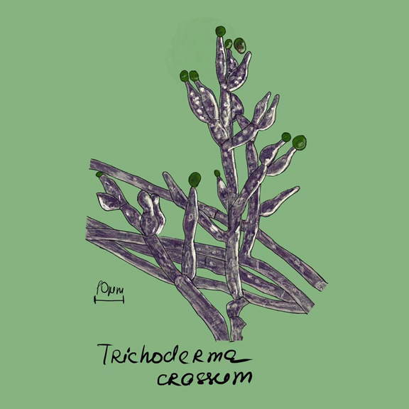 Trichoderma crassum