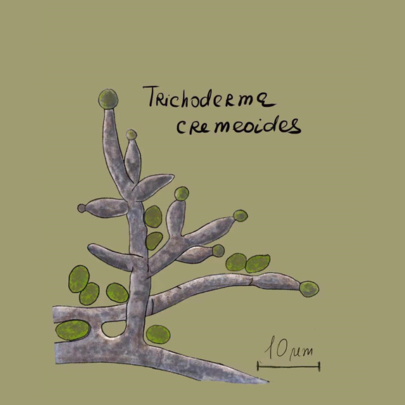 Photo of Trichoderma cremeoides CBS 131486 v1.0