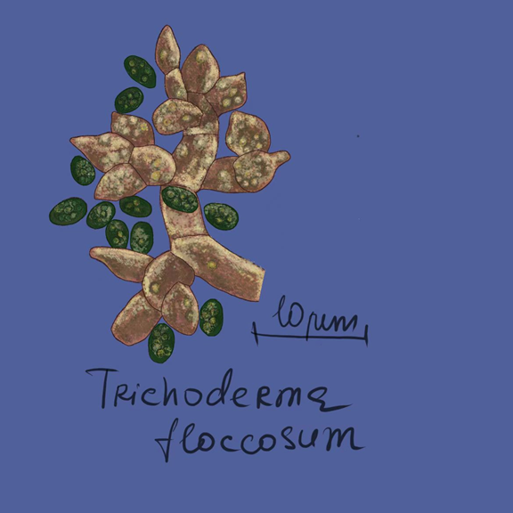 Trichoderma floccosum
