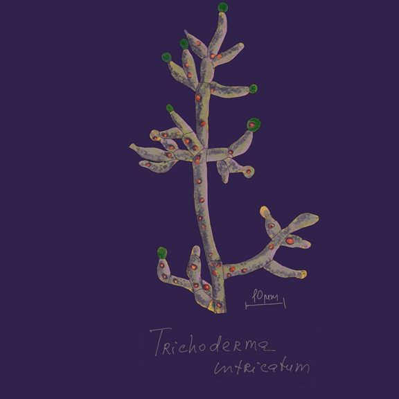 Trichoderma intricatum