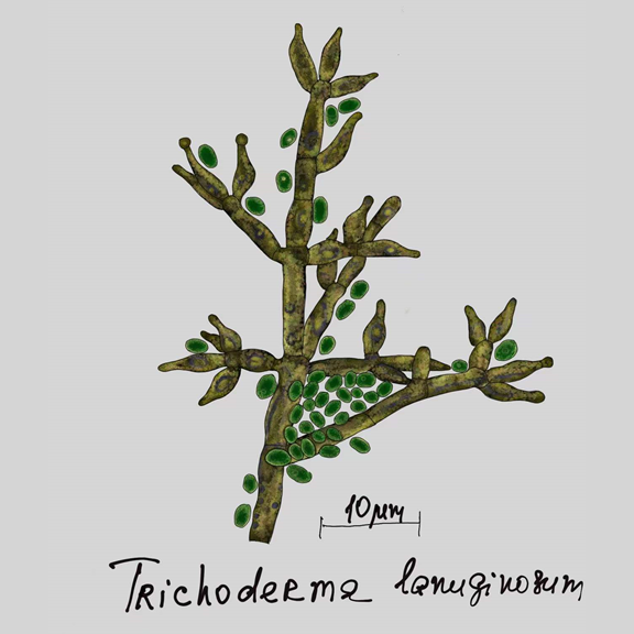 Trichoderma langinosum