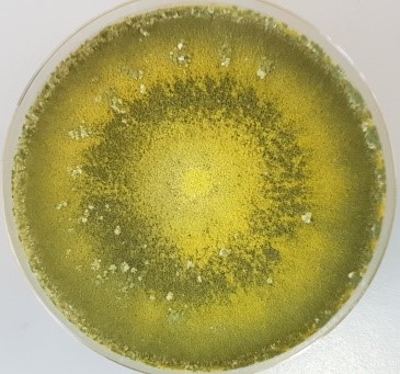 Photo of Trichoderma longibrachiatum MK1 v1.0