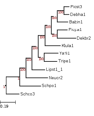 Image showing the phylogenetic position of Trichomonascus petasosporus (Tripe1)
