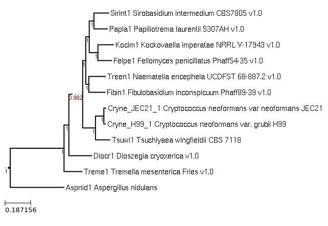 The species tree of Cryptococcus wingfieldii CBS 7118 and related species
