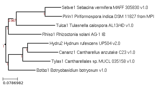 A phylogenetic tree showing the placement of Cantharellales sp. MUCL 035158 in the Cantharellales along with other genomes available in MycoCosm