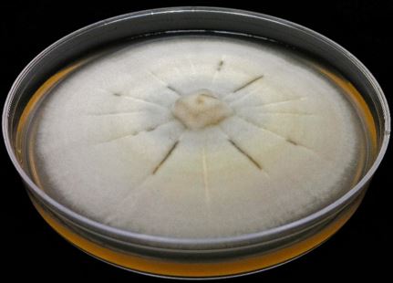 Mycelium of Umbelopsis isabellina AD026 growing on malt extract agar (MEA). Image by Alessandro Desirò.