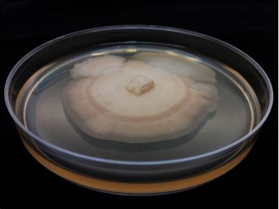 Mycelium of Umbelopsis sp. nov. AD052 growing on malt extract agar (MEA). Image by Alessandro Desirò.