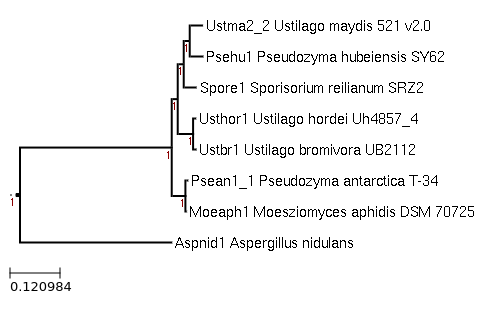 Maximum-Likelihood phylogeny generated by FastTree for Ustilago bromivora UB2112 and related species