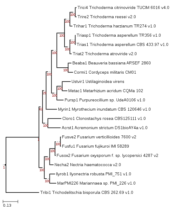 Maximum likelihood phylogeny showing positioning of Ustilaginoidea virens (Ustvir1). 