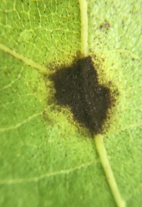 Scab disease lesion caused by Venturia effusa on a pecan leaf