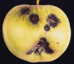 Apple showing symptoms of infection with Venturia inaequalis