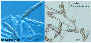 Spores of V. pirina.