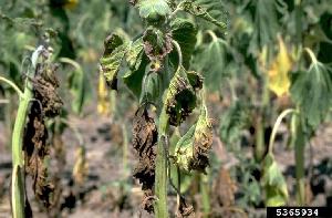 Sunflowers showing symptoms of Verticillium wilt infection caused by Verticillium dahliae (Picture by Howard F. Schwartz, Colorado State University, Bugwood.org)