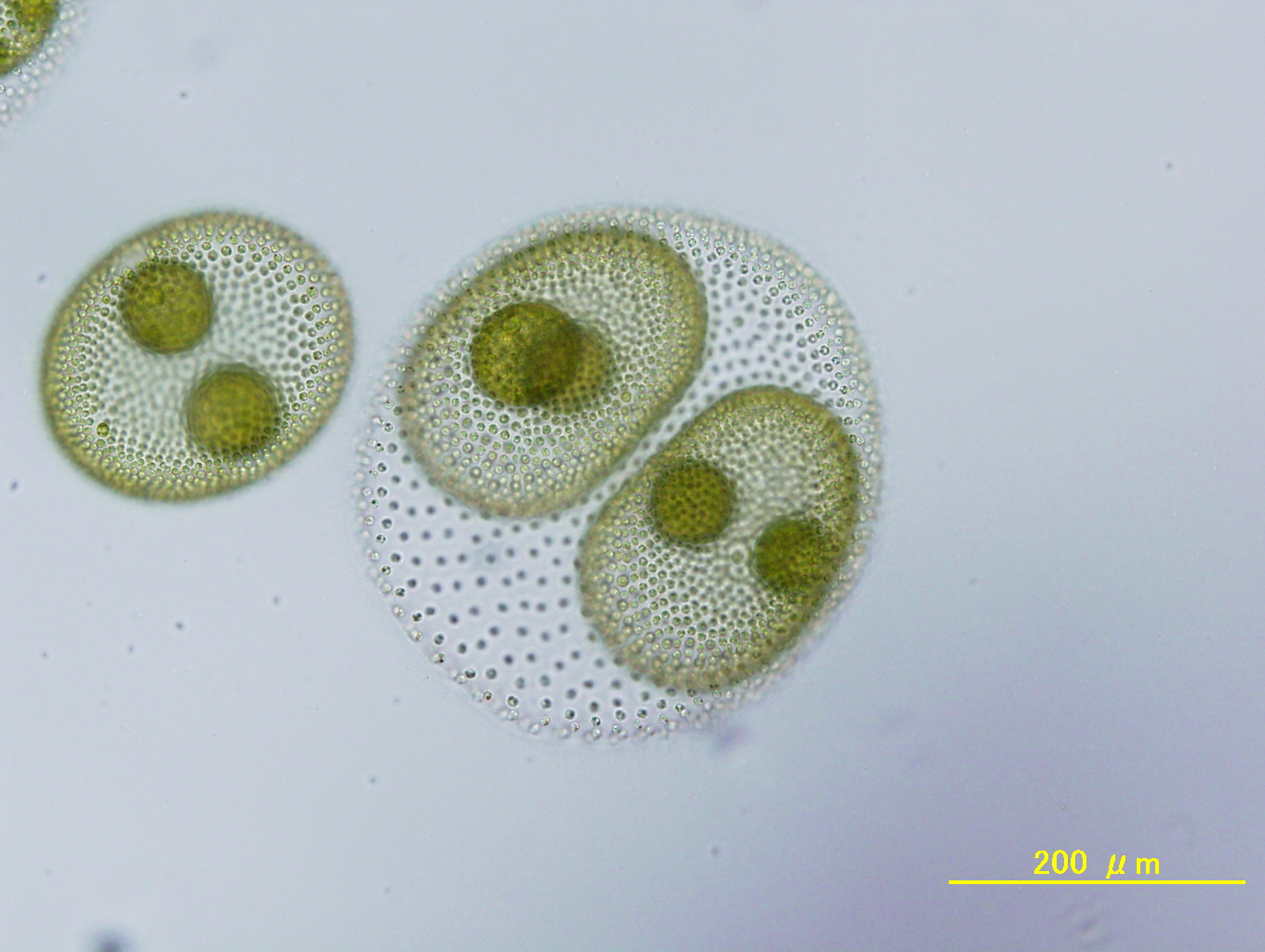 Volvox reticuliferus NIES-3785 asexual spheroids. 