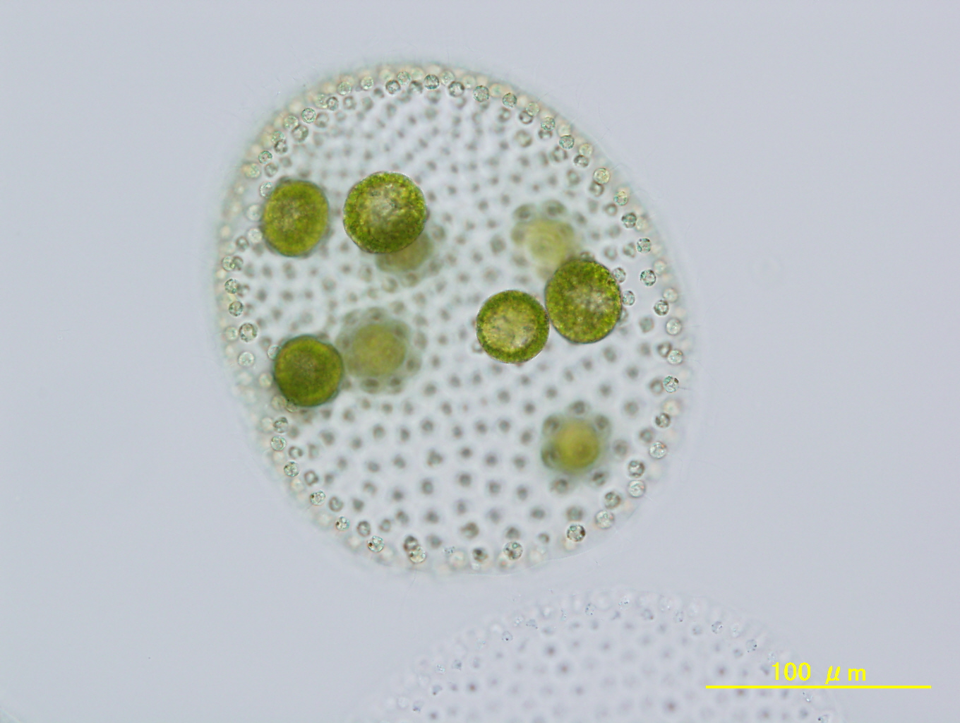 Volvox reticuliferus NIES-3785 female spheroid with eggs