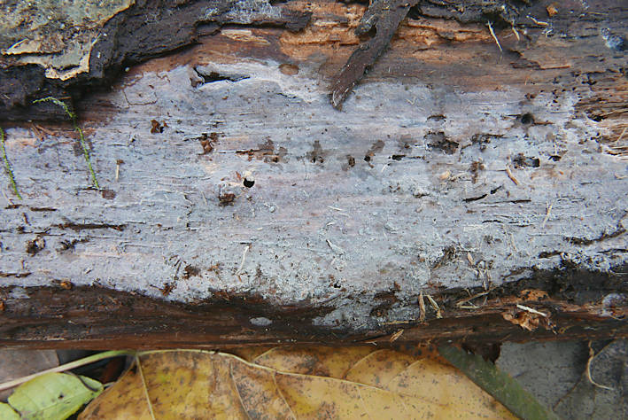 Xenasmatella tulasnelloidea growing on a birch branch in Helsinki,
Finland (collection Otto Miettinen 20453, origin of the genome strain)