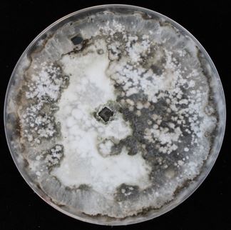 Xylaria flabelliformis NC1011 on 2% malt extract agar (MEA). Photo credit: J. M. U’Ren.