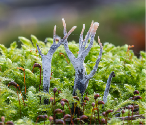 Stagshorn or Candlesnuff fungus (Xylaria hypoxylon) among moss,
Hesse, Germany. <a
href="https://commons.wikimedia.org/wiki/User:NorbertNagel">Norbert
Nagel</a>