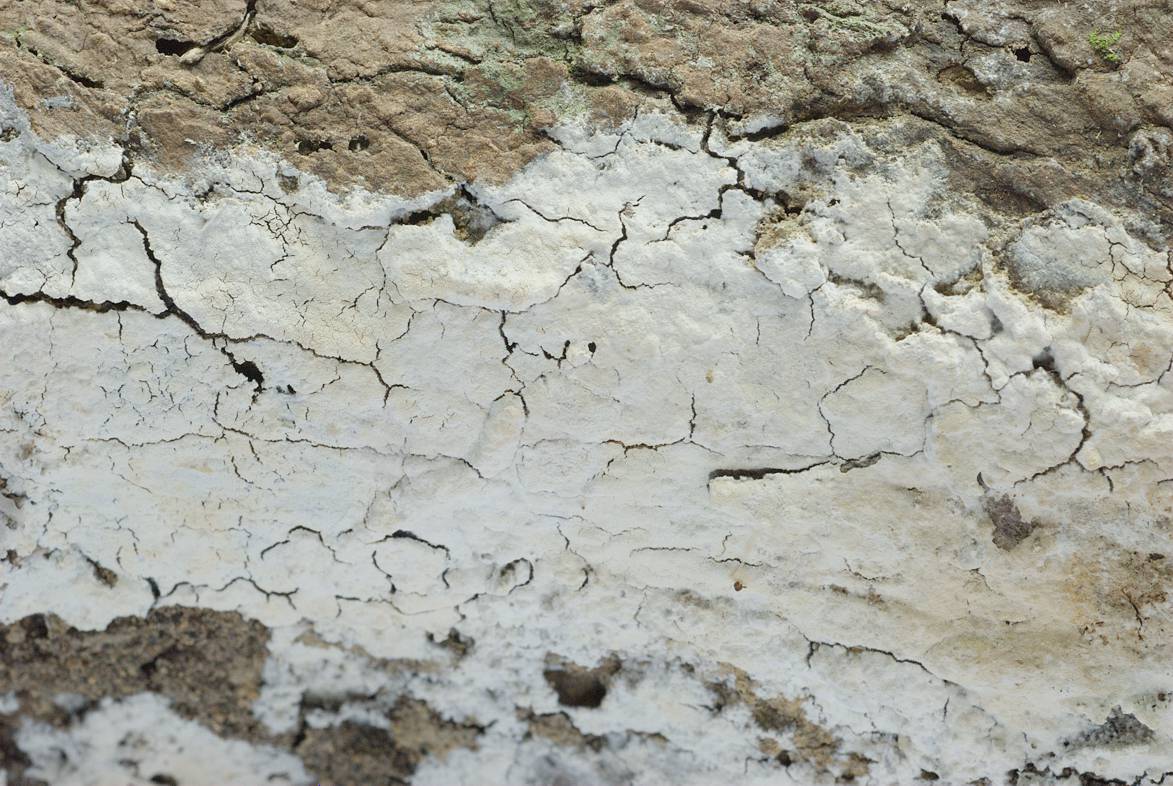 Xylodon remissus growing under a fallen tree trunk in Singapore (coll. Miettinen 23563). [Photo by Otto Miettinen]