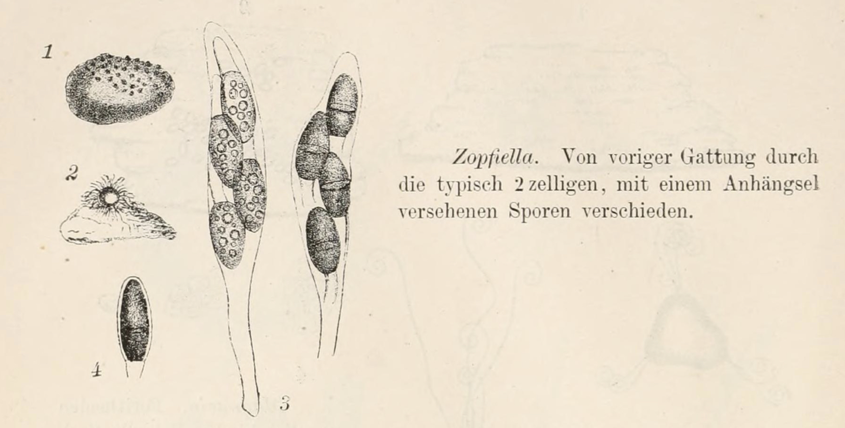 Drawing of Zopfiella by Rabenhorst L & Grunow A. [Source: Dr. L. Rabenhorst's Kryptogamen-Flora von Deutschland, Oesterreich und der Schweiz (1884) page 46. Biodiversity heritage library <a href="https://www.biodiversitylibrary.org/bibliography/1356" target=_new>https://www.biodiversitylibrary.org/bibliography/1356</a>; public domain]