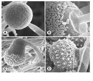Mucor heterogamus: A) spherical multispored sporangia, B) a sporangial wall that deliquesces at maturity, revealing a columella, C and D) ornamented zygospores formed between suspensors that differ greatly in size. Photos by Kerry O'Donnell and Connie Robertson