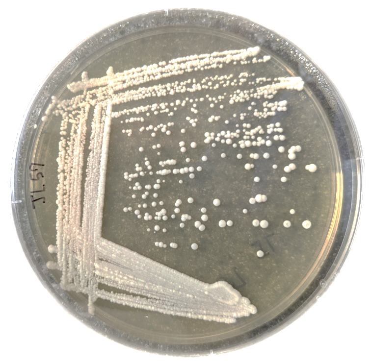 Morphology of the Zygosaccharomyces rouxii NRRL Y-64007 after 4 days on YPD agar at 25°C. The colonies are white or light cream colored and smooth.