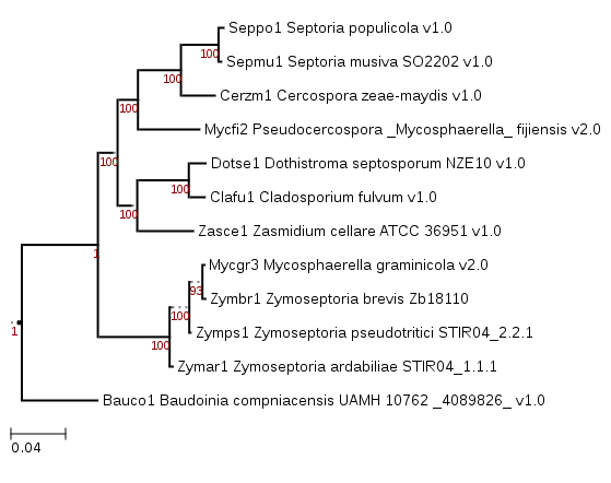 Phylogenetic tree showing position of Zymoseptoria brevis