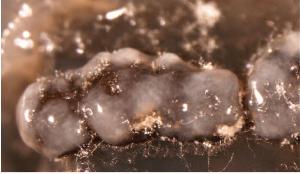 Colony of Z. pseudotritici sporulating on oatmeal agar.